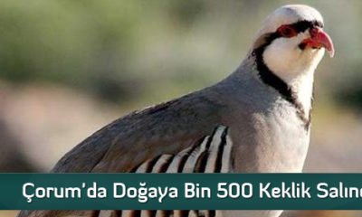 Çorum’da Doğaya Bin 500 Keklik Salındı