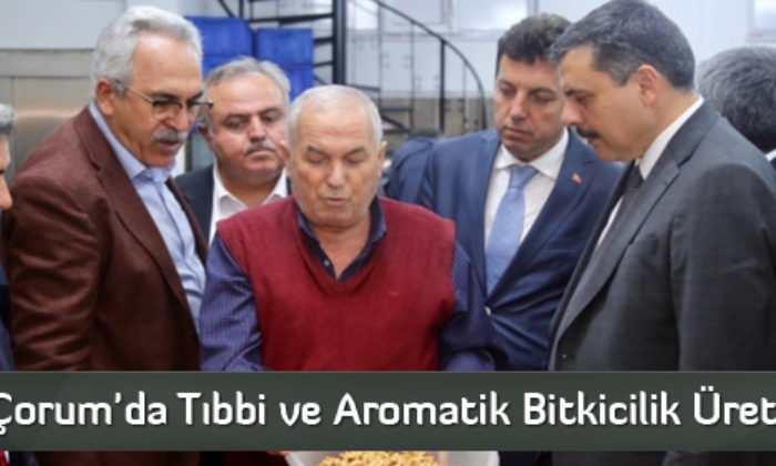 Çorum’da Tıbbi ve Aromatik Bitkicilik Üretimi