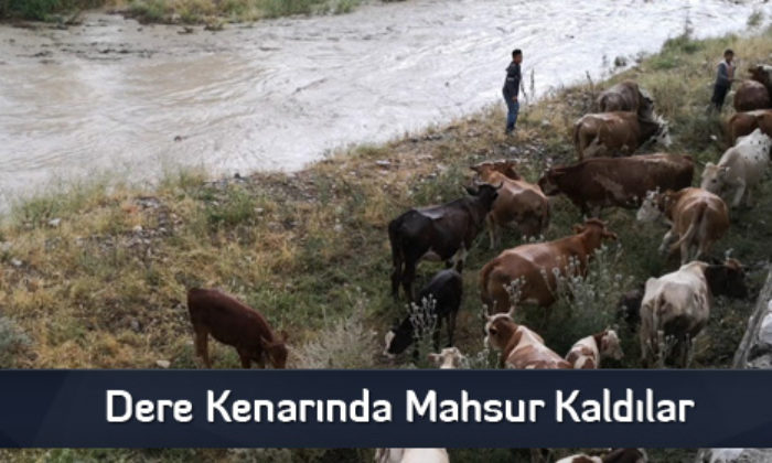 Dere Kenarında Mahsur Kaldılar