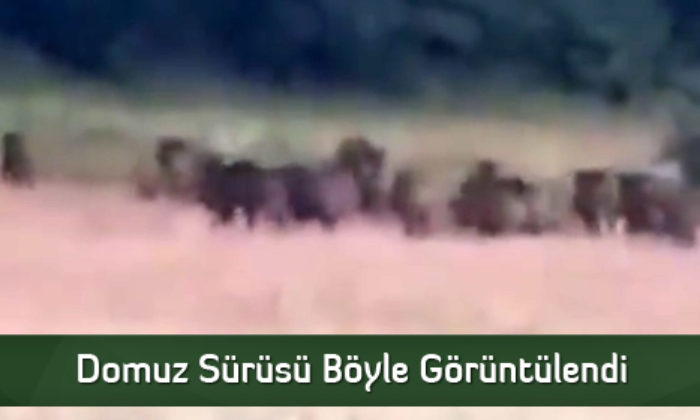 Domuz Sürüsü Böyle Görüntülendi