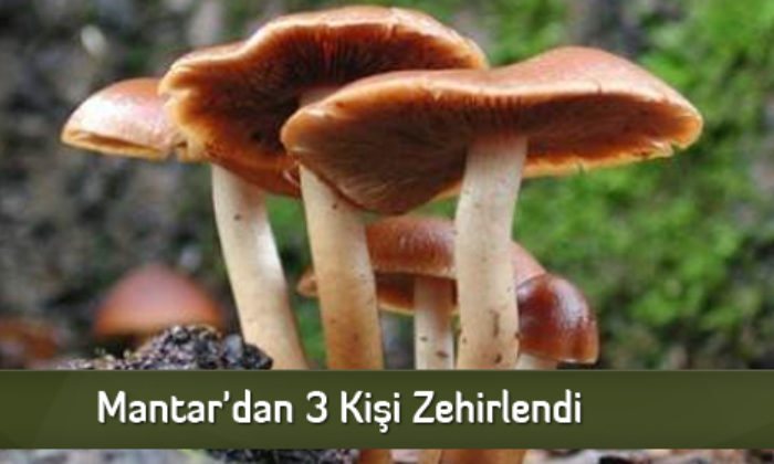 Mantar’dan 3 Kişi Zehirlendi