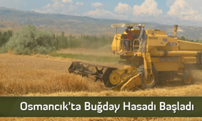 Osmancık’ta Buğday Hasadı Başladı