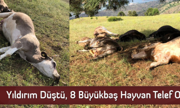 Yıldırım Düştü, 8 Büyükbaş Hayvan Telef Oldu