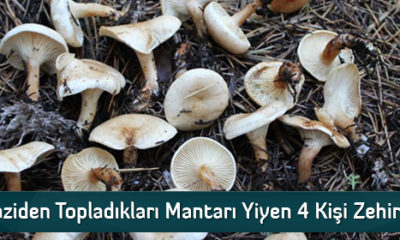 Araziden Topladıkları Mantarı Yiyen 4 Kişi Zehirlendi