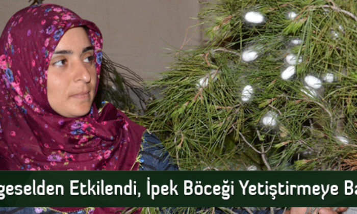 Belgeselden Etkilendi, İpek Böceği Yetiştirmeye Başladı