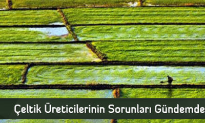 Çeltik Üreticilerinin Sorunları Gündemde