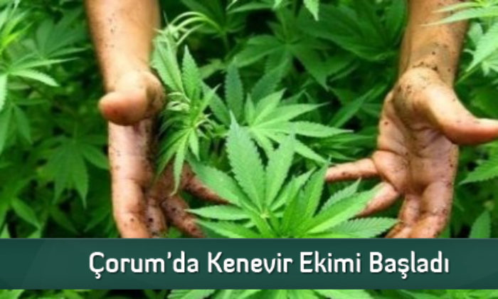 Çorum’da Kenevir Ekimi Başladı