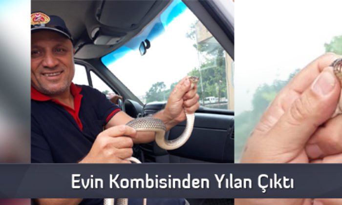 Evin Kombisinden Yılan Çıktı