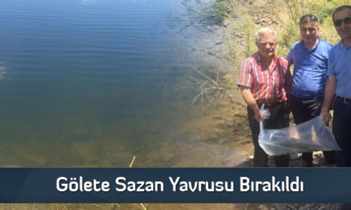 Gölete Sazan Yavrusu Bırakıldı