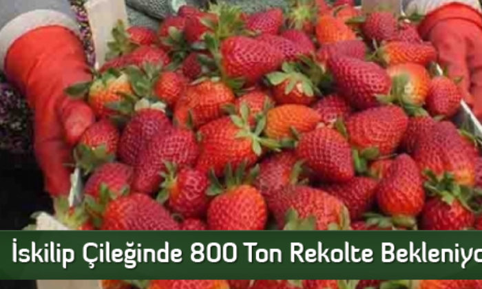 İskilip Çileğinde 800 Ton Rekolte Bekleniyor