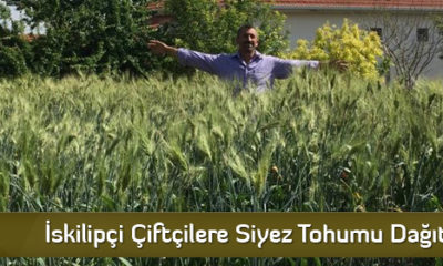 İskilipçi Çiftçilere Siyez Tohumu Dağıtıldı