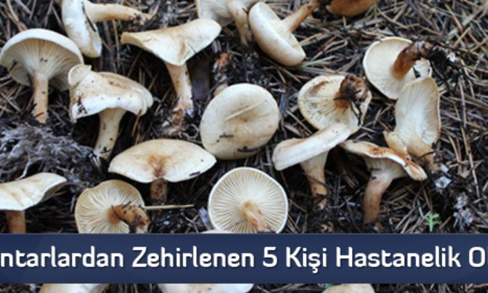 Mantarlardan Zehirlenen 5 Kişi Hastanelik Oldu