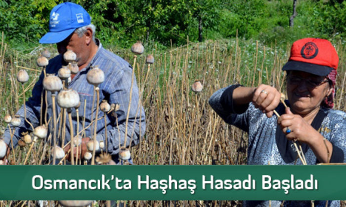 Osmancık’ta Haşhaş Hasadı Başladı
