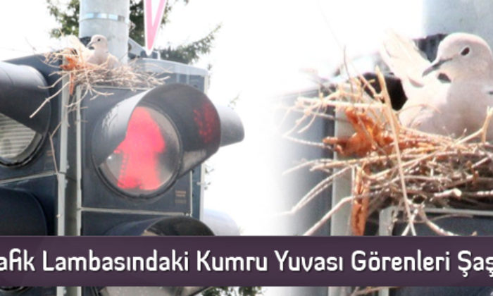 Trafik Lambasındaki Kumru Yuvası Görenleri Şaşırtıyor