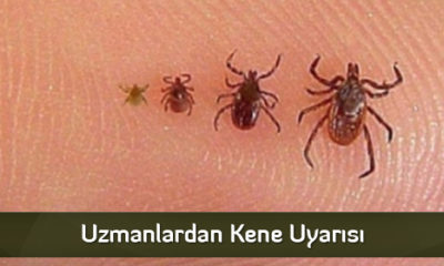 Uzmanlardan Kene Uyarısı