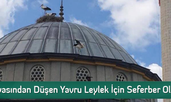 Yuvadan Düşen Yavru Leylek İçin Seferber Oldular