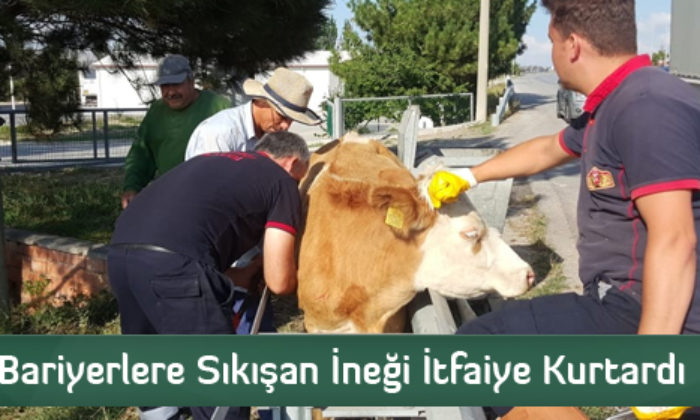 Bariyerlere Sıkışan İneği İtfaiye Kurtardı
