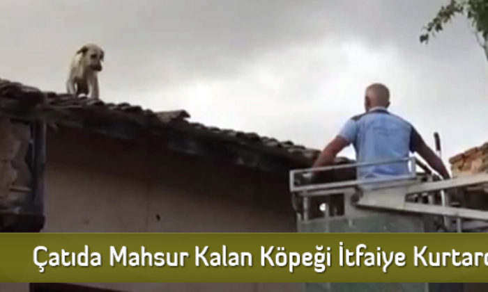 Çatıda Mahsur Kalan Köpeği İtfaiye Kurtardı