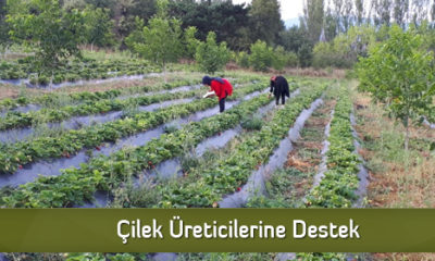 Çilek Üreticilerine Destek