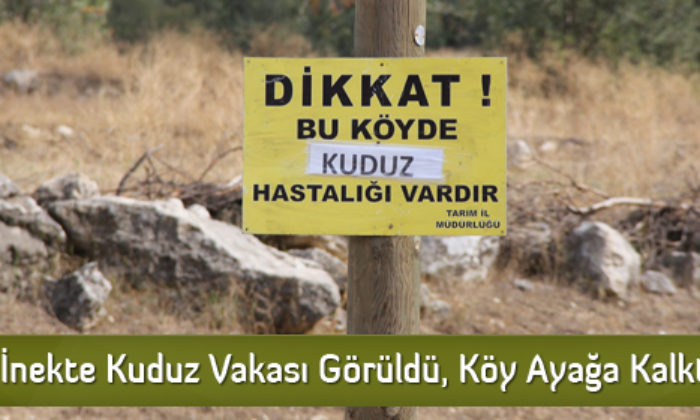 İnekte Kuduz Vakası Görüldü, Köy Ayağa Kalktı