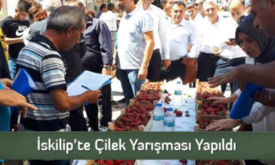 İskilip’te Çilek Yarışması Yapıldı