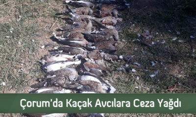Çorum’da Kaçak Avcılara Ceza Yağdı
