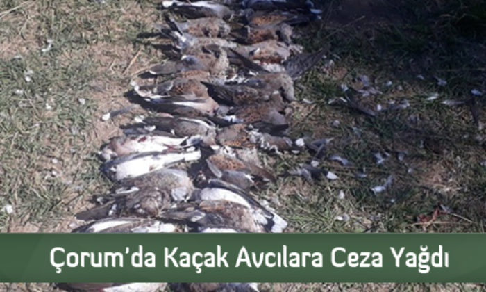 Çorum’da Kaçak Avcılara Ceza Yağdı