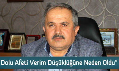 “Dolu Afeti Verim Düşüklüğüne Neden Oldu”