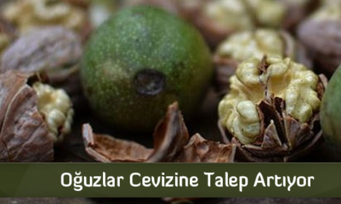 Oğuzlar Cevizine Talep Artıyor