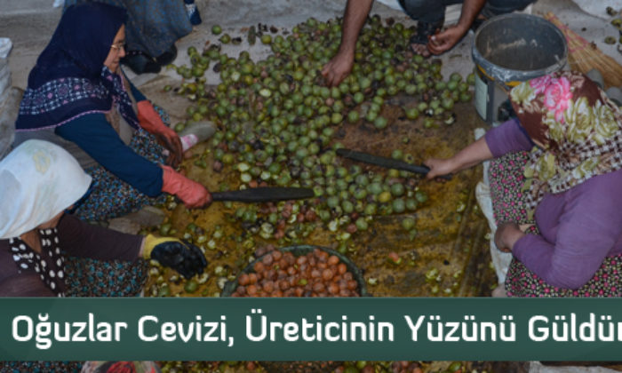 Oğuzlar Cevizi, Üreticinin Yüzünü Güldürdü