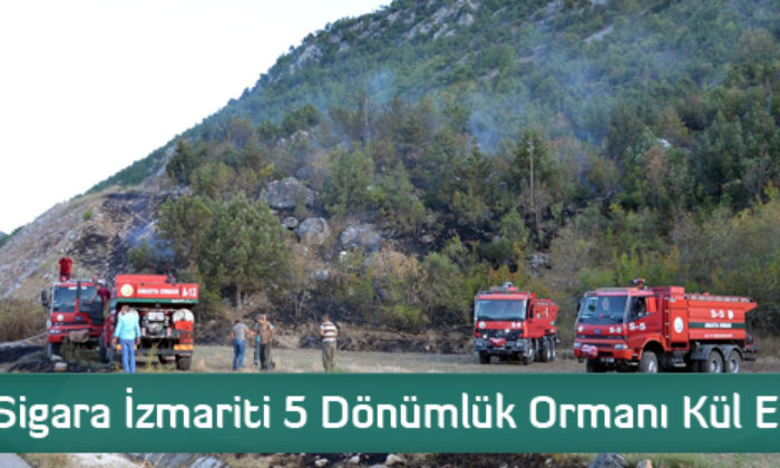 Sigara İzmariti 5 Dönümlük Ormanı Kül Etti