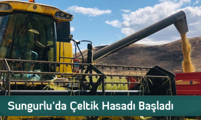Sungurlu’da Çeltik Hasadı Başladı