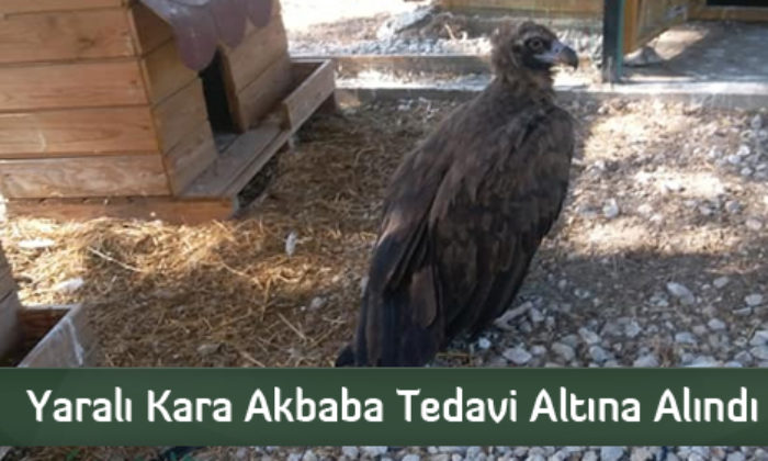 Yaralı Kara Akbaba Tedavi Altına Alındı