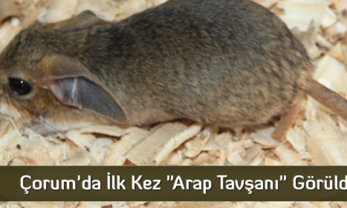 Çorum’da İlk Kez “Arap Tavşanı” Görüldü