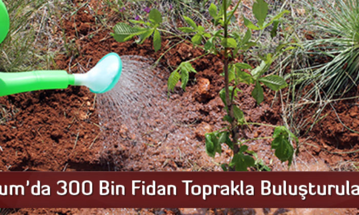 Çorum’da 300 Bin Fidan Toprakla Buluşturulacak
