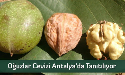 Oğuzlar Cevizi Antalya’da Tanıtılıyor
