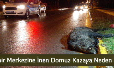 Şehir Merkezine İnen Domuz Kazaya Neden Oldu