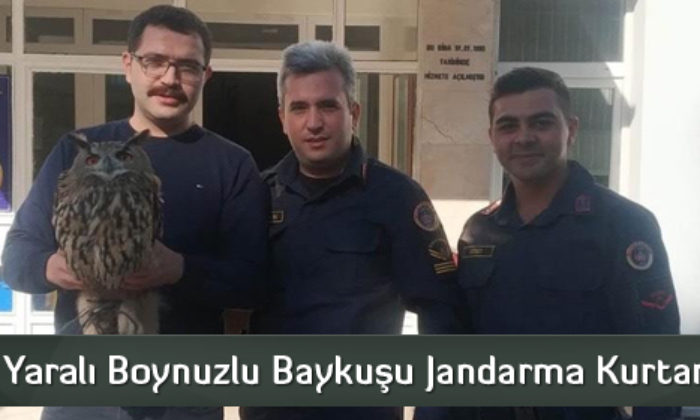 Yaralı Boynuzlu Baykuşu Jandarma Kurtardı