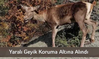 Yaralı Geyik Koruma Altına Alındı
