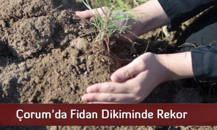 Çorum’da Fidan Dikiminde Rekor