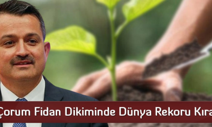 Çorum Fidan Dikiminde Dünya Rekoru Kıracak
