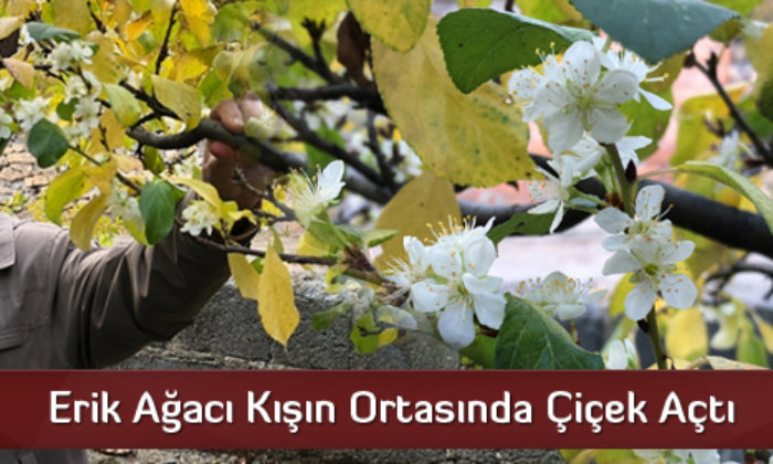 Erik Ağacı Kışın Ortasında Çiçek Açtı