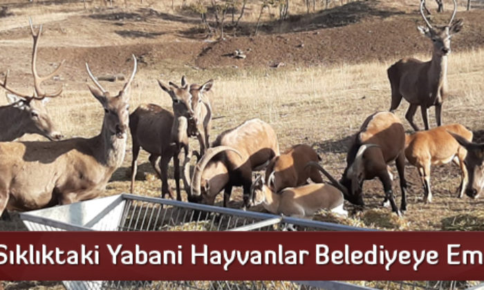 Sıklıktaki Yabani Hayvanlar Belediyeye Emanet