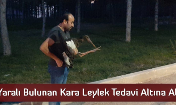 Yaralı Bulunan Kara Leylek Tedavi Altına Alındı