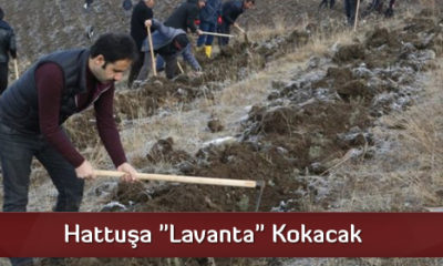 Hattuşa “Lavanta” Kokacak