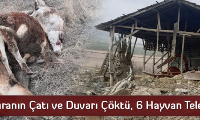 Mandıranın Çatı ve Duvarı Çöktü, 6 Hayvan Telef Oldu