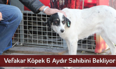 Vefakar Köpek 6 Aydır Sahibini Bekliyor