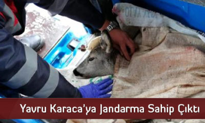 Yavru Karaca’ya Jandarma Sahip Çıktı
