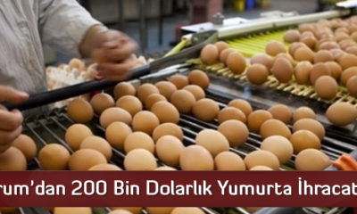 Çorum’dan 200 Bin Dolarlık Yumurta İhracatı
