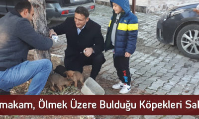 Kaymakam, Ölmek Üzere Bulduğu Köpekleri Sahiplendi